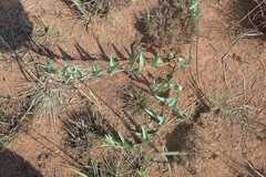 Basananthe sandersonii