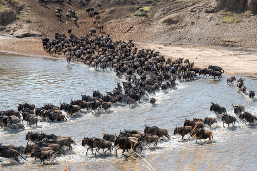 Western White-bearded Wildebeest (Connochaetes taurinus mearnsi)
