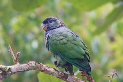 Scaly-Headed Parrot photo 3
