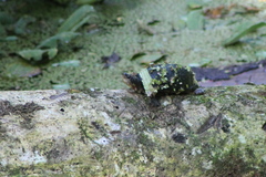 Kinosternon leucostomum