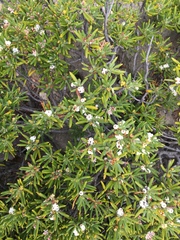 Strumpfia maritima