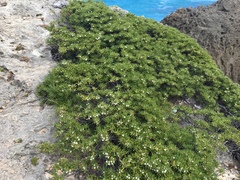 Strumpfia maritima
