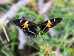 Tisiphone abeona albifascia