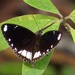 Double-branded Crow Butterfly - Photo (c) kerrycoleman, some rights reserved (CC BY-NC), uploaded by kerrycoleman