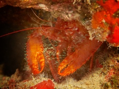 Enoplometopus occidentalis