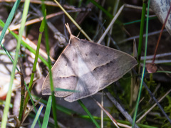 Epidesmia hypenaria