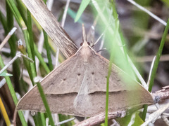 Epidesmia hypenaria