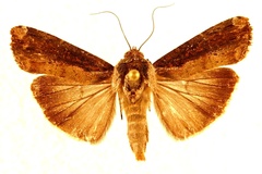 Magusa orbifera