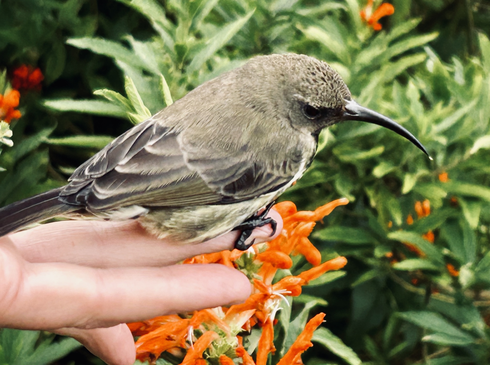 Amethyst Sunbird (Chalcomitra amethystina)