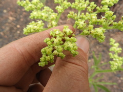 Cyphostemma princeae