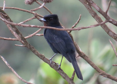 Knipolegus nigerrimus