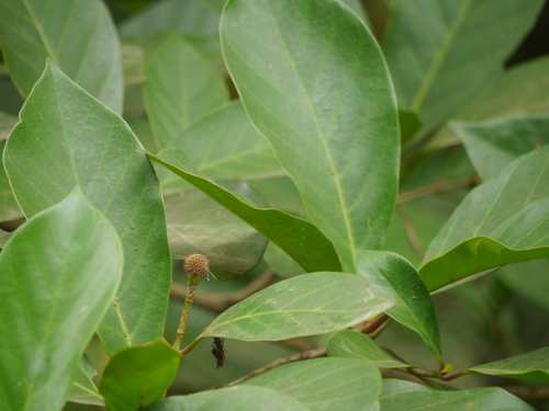 Purple Neo-cheesewood (Neonauclea purpurea)