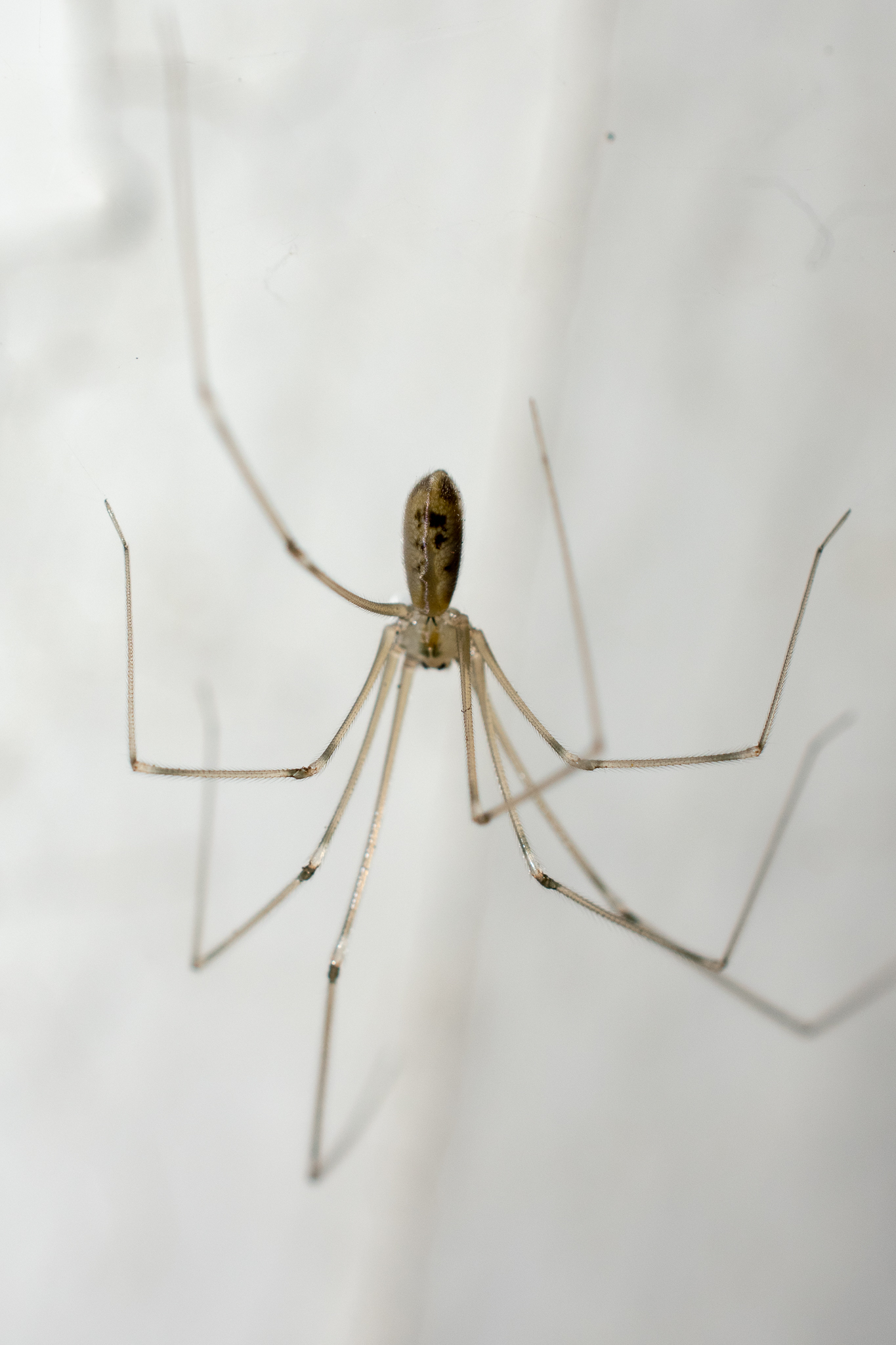 Daddy long legs / Cellar spider