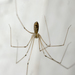 Pholcus phalangioides - Photo (c) Kyle C. Elshoff (he/him), μερικά δικαιώματα διατηρούνται (CC BY-NC), uploaded by Kyle C. Elshoff (he/him)
