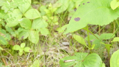 Sphegina