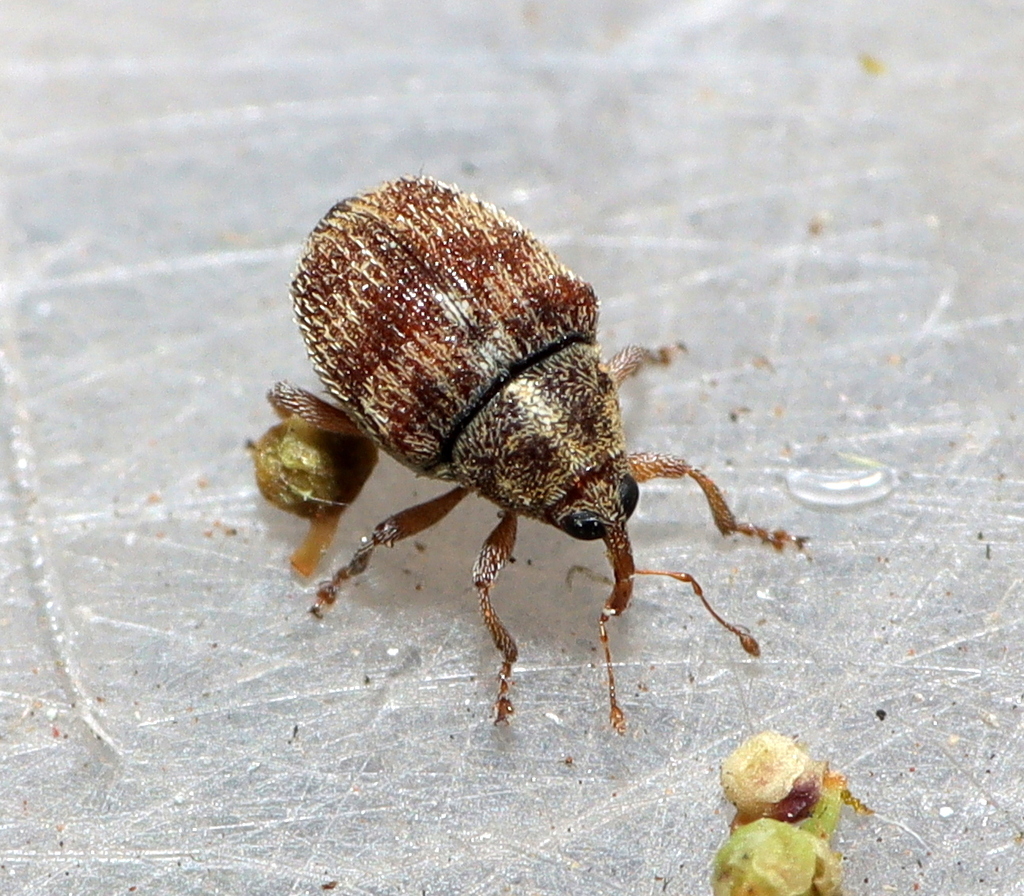 Micrelus rhusii