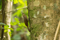 Lepidocolaptes souleyetii