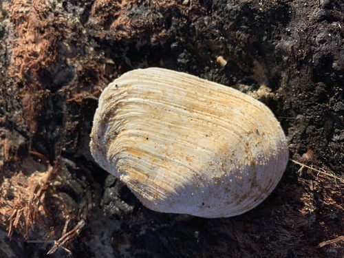 Mya truncata