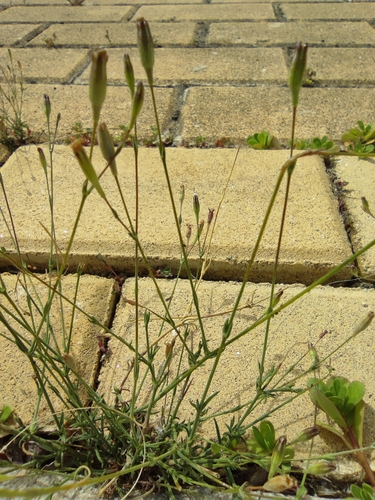 Silene inaperta, photograph 6