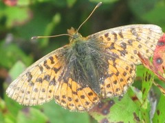 Boloria aquilonaris