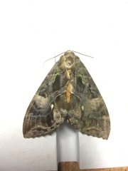 Eudocima divitiosa