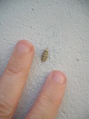Izatha peroneanella