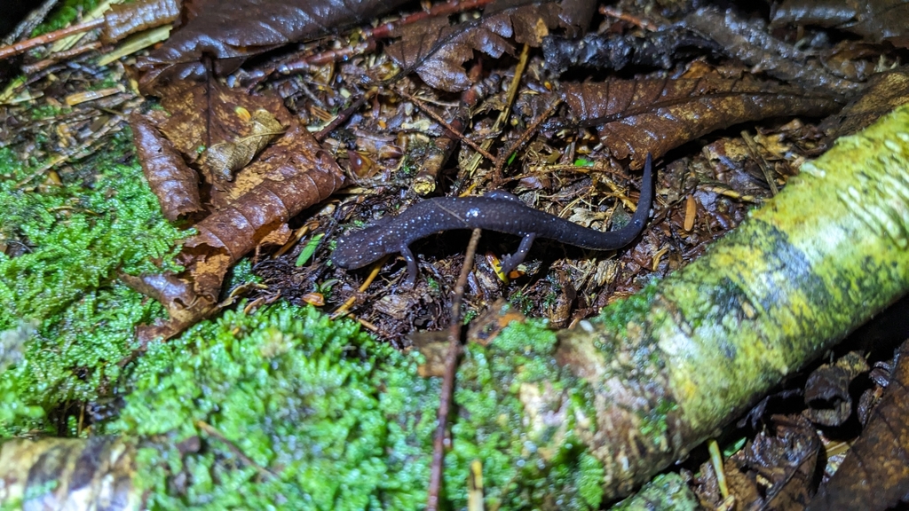 Cheat Mountain Salamander in June 2023 by chance2crowns · iNaturalist