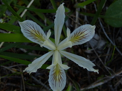 Iris chrysophylla