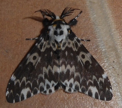 Lymantria marginata