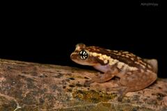 Ochlandrae Reed Frog photo 2