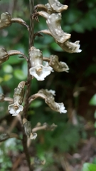 Gastrodia cunninghamii