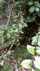 Gastrodia cunninghamii