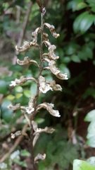 Gastrodia cunninghamii