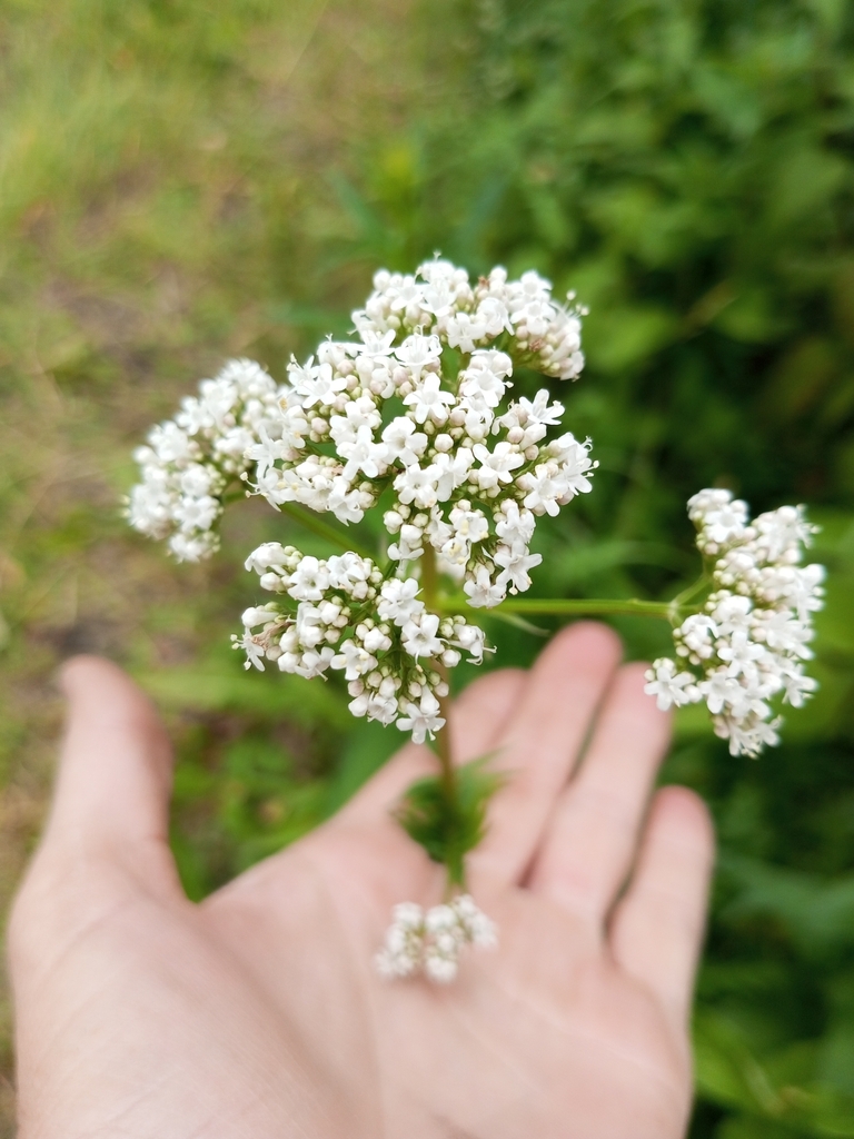 common valerian from Ульяновская обл., Россия, 433321 on June 21, 2023 ...