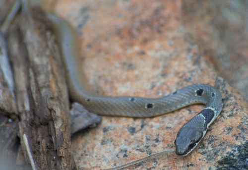 Photo of a Red-headed whip-snake (Coluber rubriceps)