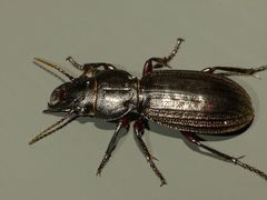 Mecodema sculpturatum