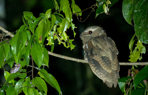 Large Frogmouth (Batrachostomus auritus), photo 6