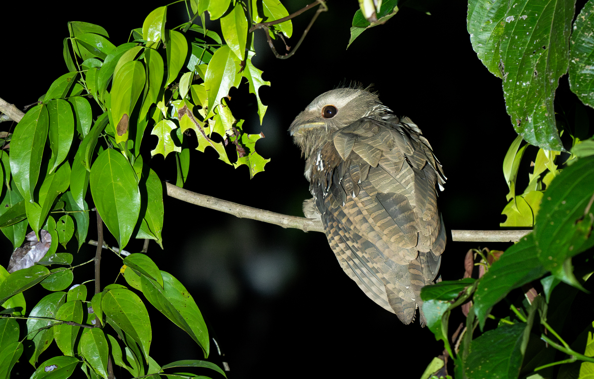 Large Frogmouth (Batrachostomus auritus), photo 2