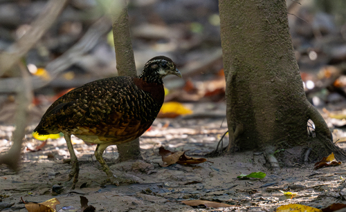 Sabah Partridge (Tropicoperdix graydoni), photo 6