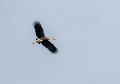 Storm's Stork photo 2