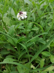 Phyla nodiflora minor