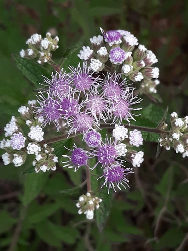Ageratum fastigiatum