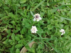 Phyla nodiflora minor