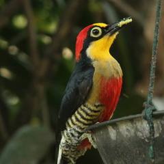 Melanerpes flavifrons