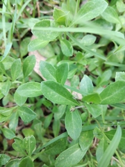 Phyla nodiflora minor