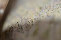 Chaenotheca trichialis