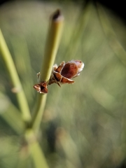 Ephedra californica