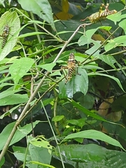 Tropidacris cristata image