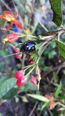 Labidomera suturella