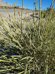 Ephedra californica
